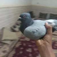 کبوتر|پرنده|دلوار, |دیوار