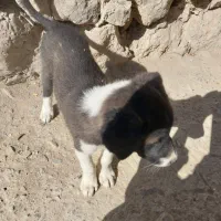 توله سگ|سگ|اسفراین, |دیوار