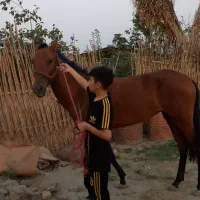 فروش یک عدد کره مادیان یک سال و نیمه
