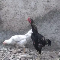 خروس لاری 4 ماهه|حیوانات مزرعه|پاکدشت, پاکدشت (مامازند)|دیوار