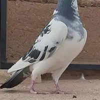 ابلغ .زاغ.بزک وسار