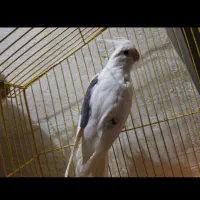 عروس هلندی نر کلکسیونی|پرنده|رامهرمز, |دیوار