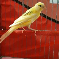 قناری ماده|پرنده|اردبیل, |دیوار