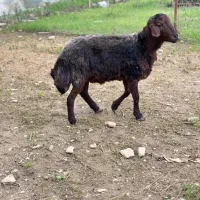 گوسفند قزل افشار