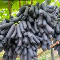 فروش نهال وقلمه انگور موندراپ در فاروج