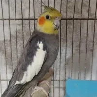 عروس هلندی سخنگو
