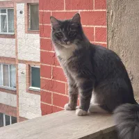 گربه گم شده کمک کنین