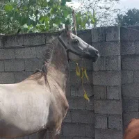 اسب درشت