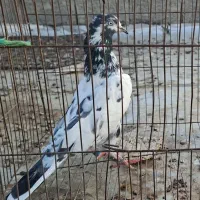 به فروش می‌رسد تیدی سخی ماده