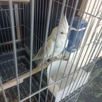 پرنده عروس هلندی|پرنده|الوند, |دیوار