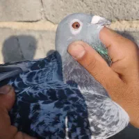 پلاکی گمشده