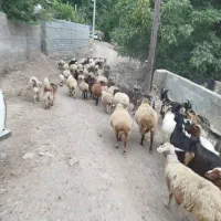 فروش گوسفند و بره|حیوانات مزرعه|کجور, |دیوار