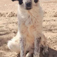 توله سگ ماده اصیل