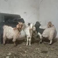 بزغاله جوان