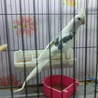 عروس هلندی دو کت پروانه ای نر|پرنده|اصفهان, سرچشمه|دیوار