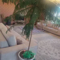 گل  کاج مطبق|گل و گیاه طبیعی|شیراز, شهرک بهشتی|دیوار