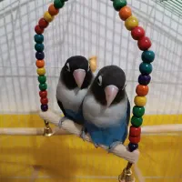 طوطی.کوتوله