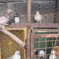 کبوتر