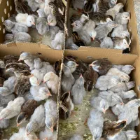 جوجه جوجه زینتی کاکلی گردن لخت|حیوانات مزرعه|کرج, خرمدشت|دیوار
