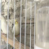 عروس هلندی تمیز کار داده