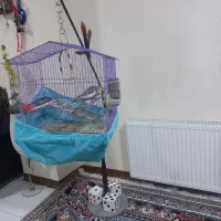 پرنده عروس هلندی آهویی  نر