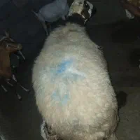 بره  ماده