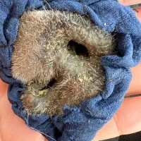 سنگ و مهره برای جذب و روزی|جواهرات|کرمانشاه, |دیوار