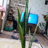 گل  سانسوریا|گل و گیاه طبیعی|تهران, مشیریه|دیوار