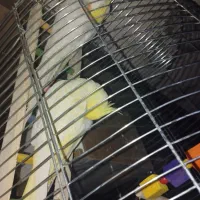 جفت عروس هلندی لوتیتو