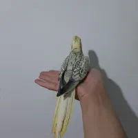 عروس هلندی|پرنده|مشهد, نیزه|دیوار