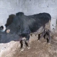 ورزا|حیوانات مزرعه|رشت, حومه رشت|دیوار