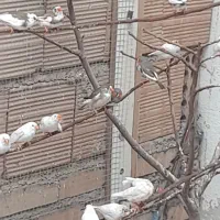 فنچ|پرنده|نسیم‌شهر, |دیوار