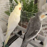 جفت مولد عروس هلندی