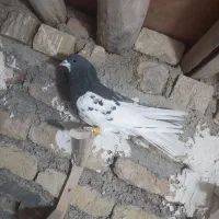 یال سیاه یقه بسته هوایی تنگ|پرنده|شیراز, بازار|دیوار