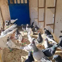 کفتر هوایی ۴۸ تا ۵۰ تا|پرنده|گلبهار, شهر جدید گلبهار|دیوار