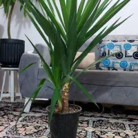 کامپک گل وگیاه