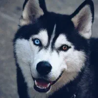 سگ هاسکی ماده گم شده