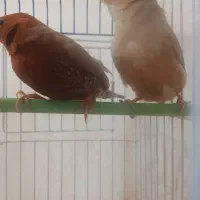 فنج فول اورنج