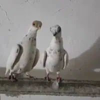 جفت کبوتر چشم تلسکوپی وارداتی