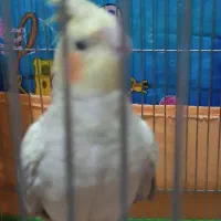 عروس هلندی ماده|پرنده|اهواز, کوی آغاجاری|دیوار