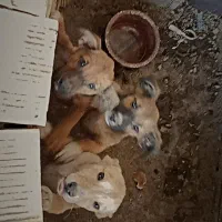 سگ.