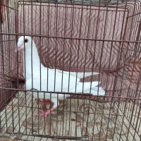 کوهی دورگ