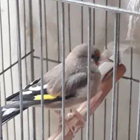 سهره کرمونی ماده|پرنده|اصفهان, باغ فدک|دیوار