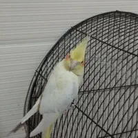 هلندی|پرنده|شادگان, |دیوار