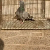 کبوتر موشی|پرنده|خمینی‌شهر, |دیوار