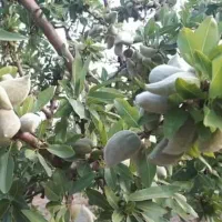 توزیع نهال بادام شمشیری یکساله به قیمت ۵۰ ت