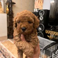 توی پودل و تاینی پودل دوماهه|سگ|تهران, وردآورد|دیوار