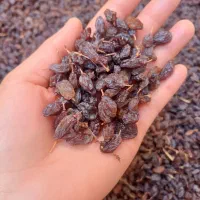 کشمش|خوردنی و آشامیدنی|شیراز, قلعه نو|دیوار