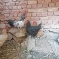 مرغ تخم گذار