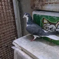 دمگیر ماده روزگاری|پرنده|برخوار, |دیوار